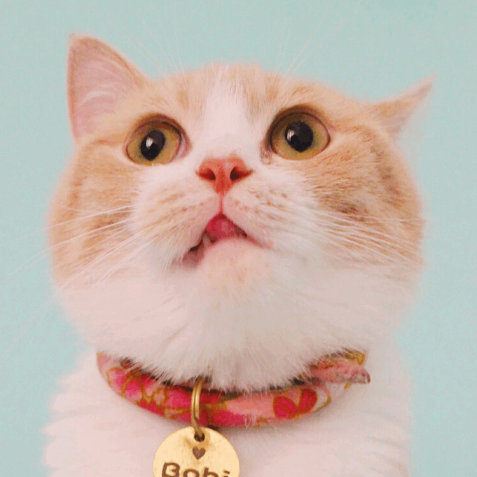 这只猫因该很多人见过啦 她叫bobi 超可爱的 微博就是图里的水印啦