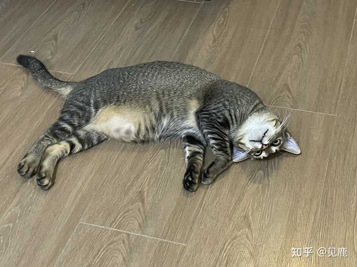 养雀猫(麻猫)是一种怎样的体验? - 知乎