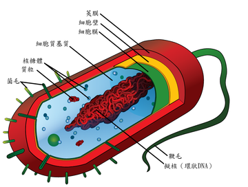 革兰氏阴性菌结构图片