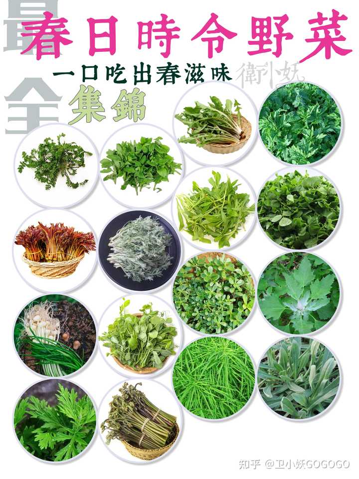 春天有哪些可以挖的野菜 知乎 春天有哪些可以挖的野菜 知乎