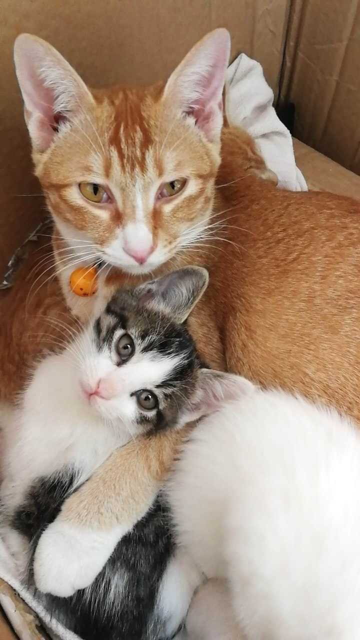 如何能拍出好的猫片 田园奶黄喵的回答 知乎 如何能拍出好的猫片 田园奶黄喵的回答 知乎