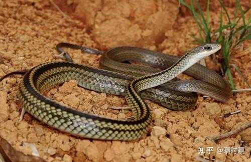 松花蛇是几级保护动物 一条王锦蛇十里无毒蛇 松花蛇多少钱一斤