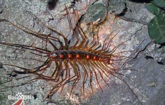 蚰蜒. 节肢动物门 , 唇足纲 ,蚰蜒目 , 蚰蜒科 ,蚰蜒.