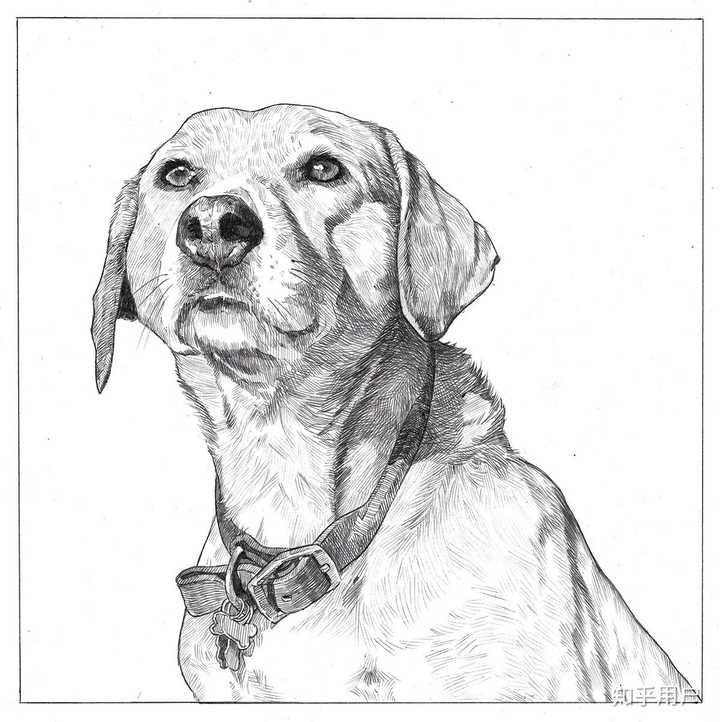 拉布拉多犬的素描画图片