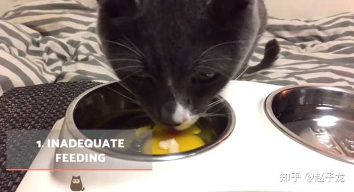 怎样分辨猫是否是正常的呕吐 知乎 怎样分辨猫是否是正常的呕吐 知乎
