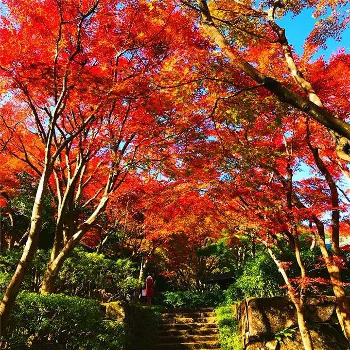 日本有哪些地方看枫叶最好 知乎