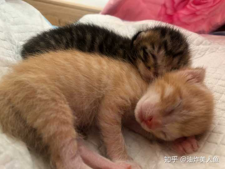 怎样给猫接生 知乎 怎样给猫接生 知乎