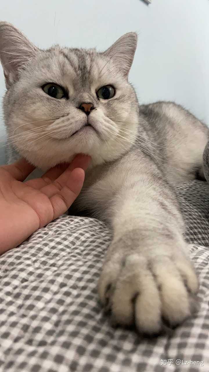 这样的银渐层品相算好吗