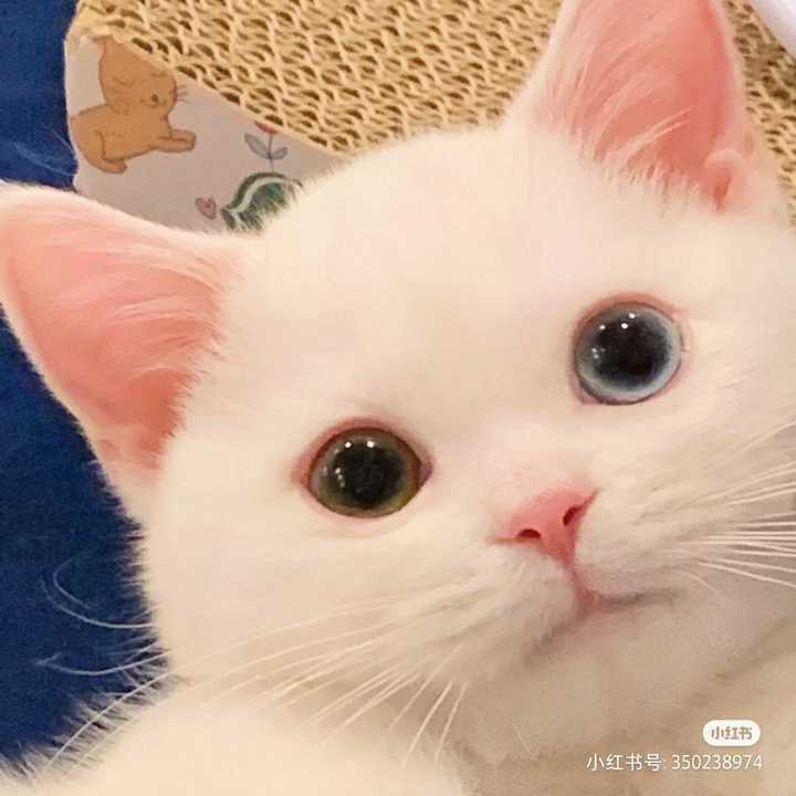 可爱的白猫 头像图片