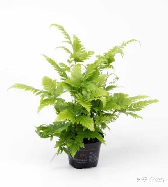 傅氏凤尾蕨盆栽
