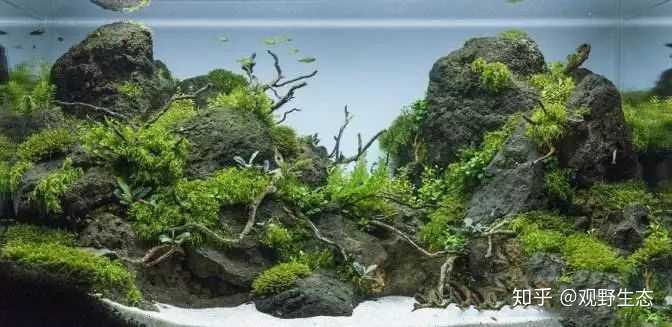 鱼缸造景 水草寿命大约是多久 知乎