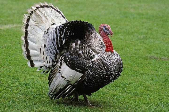 火鸡(学名:meleagris gallopavo):亦称吐绶鸡.