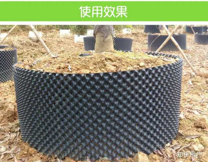 庭院里的竹子因为根系泛滥刚清理掉,有什么像竹子般细高可以呈一排种植的植物呢? - 知乎