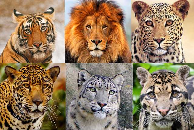 美洲豹 美洲狮 美洲虎是不是一种动物 知乎