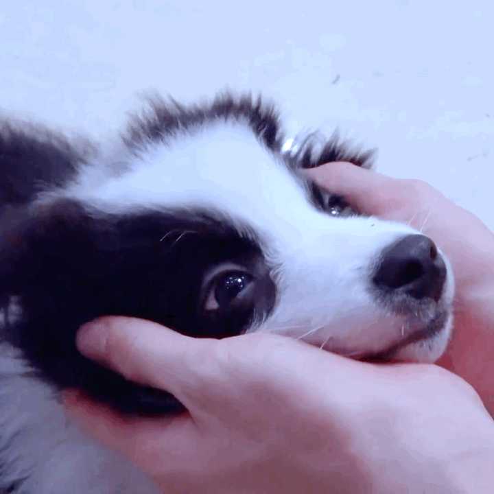 宋亚轩养的小狗鼠标为什么被叫作时团女明星女主角