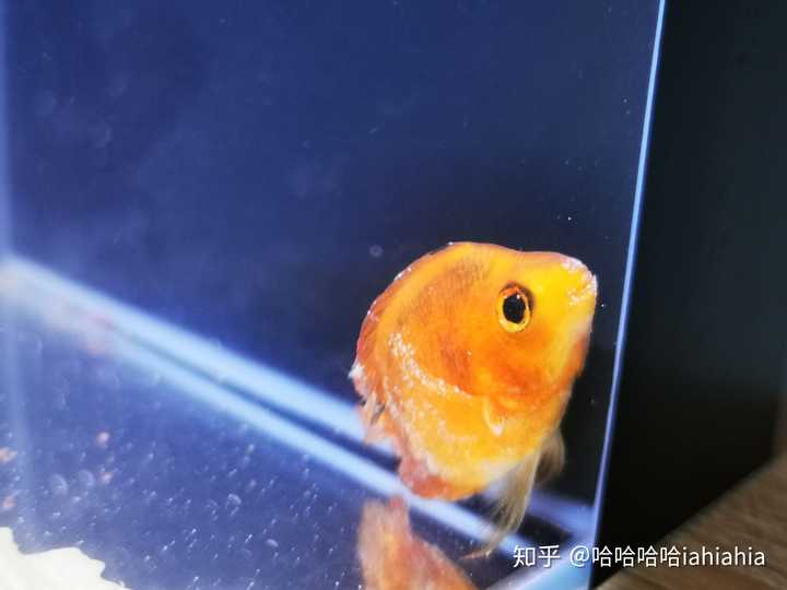 鹦鹉鱼身上有白霜最开始变黑然后就起白霜