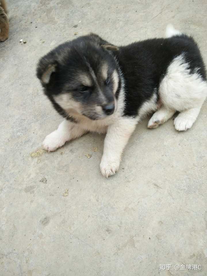 小短腿 三兄弟中抢吃的最厉害的,都吃得肉肉的,也是三兄弟里最胖的 三