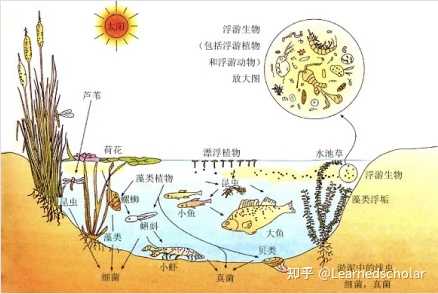 为什么说生态系统是一个整体呢？ - 知乎