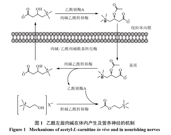 acetyl l carnitine 對 神經 修復 乙酰左旋肉碱、左旋肉碱、乙酰左旋肉碱+硫辛酸、左旋肉碱富马酸有什么区别？ Buy Dolo Neurobion Forte مكمل مضاد اكسدة Flavour:Lemon Lime