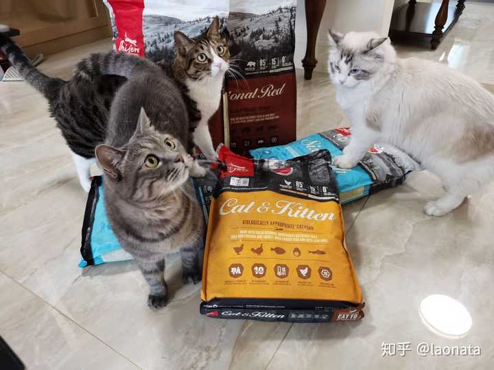 如何买到东北布偶猫 知乎 如何买到东北布偶猫 知乎