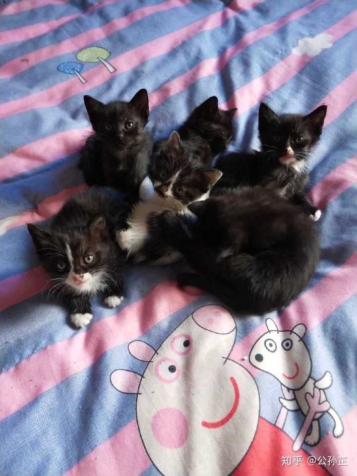 我家猫咪的爸爸就是一只白色公猫,妈妈是一只黑猫都是田园猫,一窝小猫
