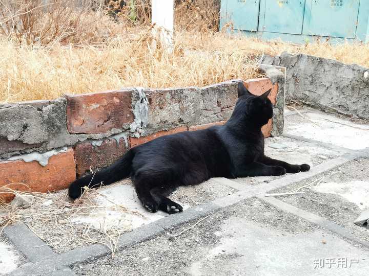 什么是玄猫，什么样的人适合养玄猫，有什么禁忌吗？ - 知乎