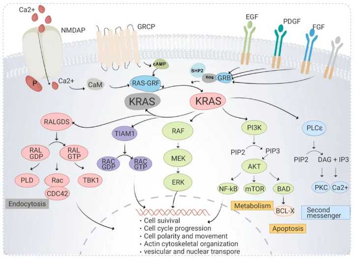 什么是KRAS? - 知乎