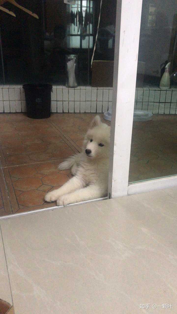 初次养狗适合养什么品种呢 知乎 初次养狗适合养什么品种呢 知乎