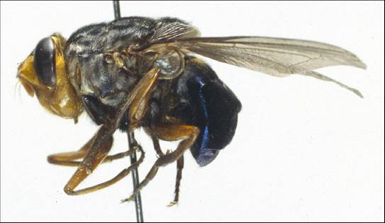 有哪些能轻松穿透人类真皮层的小生物? - 知乎