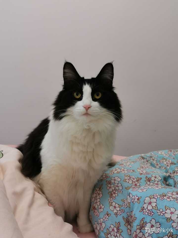 狮子猫除了白色还有别的颜色吗? - 知乎