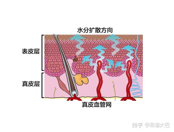 面膜可以短时间增加角质层含水量,但无法阻挡皮肤表面的蒸发作用.
