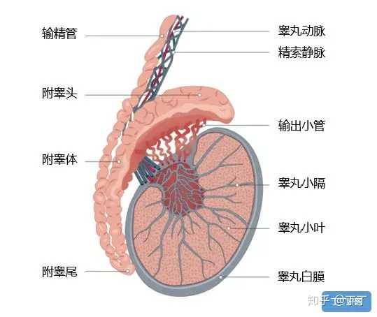 睾丸为什么胀痛 知乎 睾丸为什么胀痛 知乎