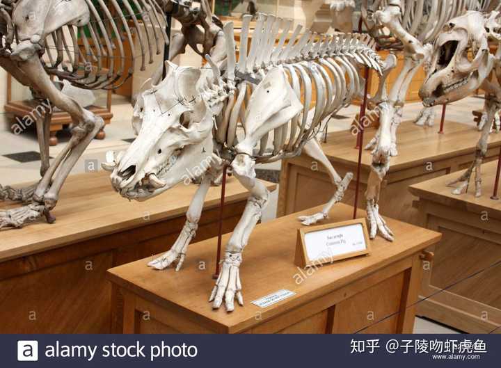 据说家猪放生会一年内野化成有獠牙的野猪，这是什么原理？ - 知乎