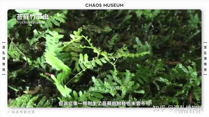 有哪些拟态很厉害的生物 知乎