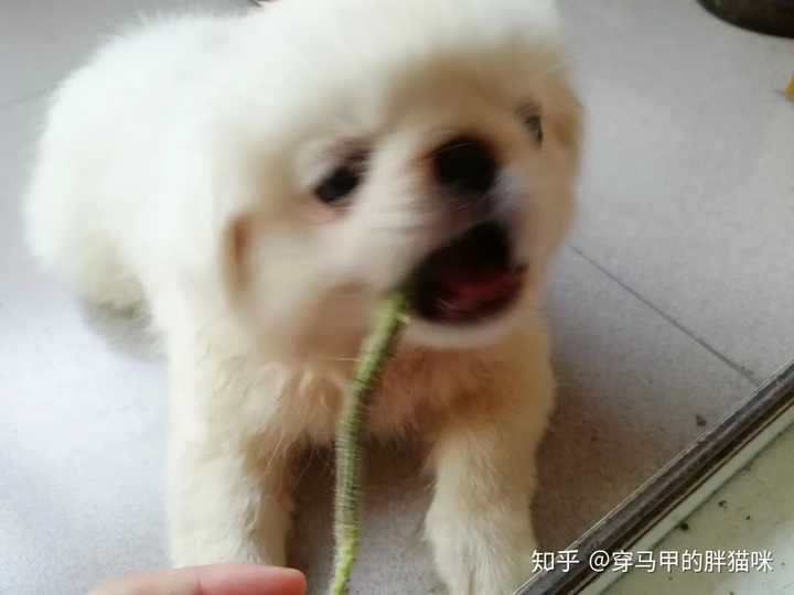 养京巴是一种什么样的体验 知乎 养京巴是一种什么样的体验 知乎