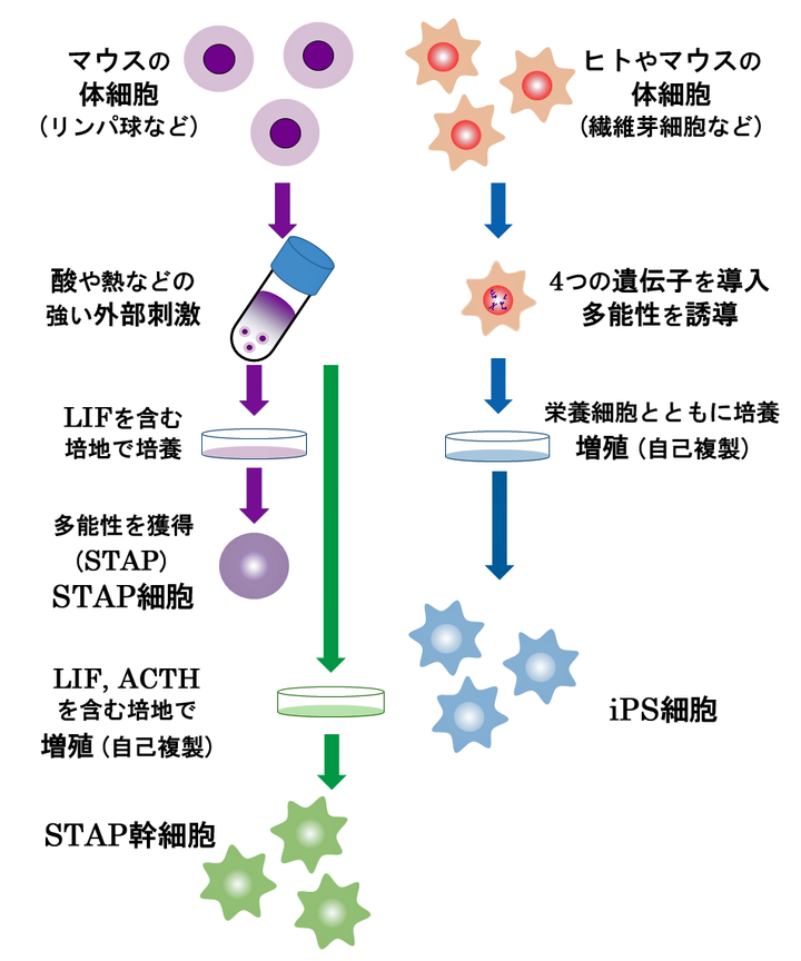 有哪些本该获诺贝尔奖的科学家 因为离世未能获得 知乎