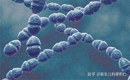 为什么肺炎链球菌叫链球菌却是双球菌呢？ - 知乎