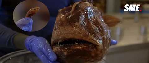 海洋生物 知乎 海洋生物 知乎