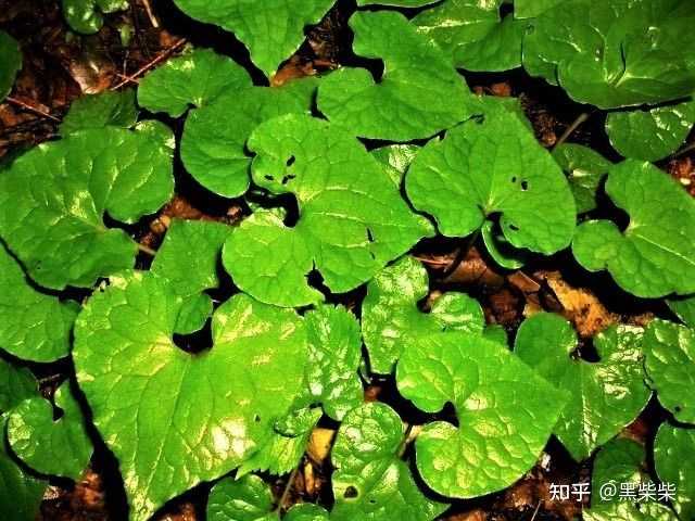 日语的葵 あおい 到底是什么植物 知乎