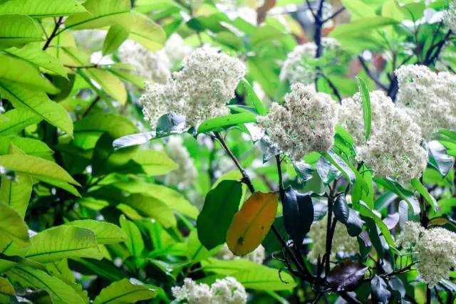 石楠花闻起来有精液的味道 为什么很多学校种石楠花 知乎