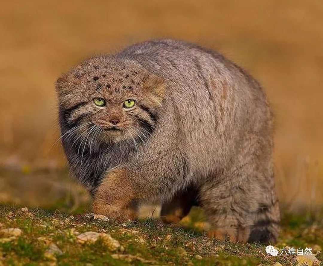 自带屏蔽持【女人是低等动物女子无才便是德,头发长见识短,就该