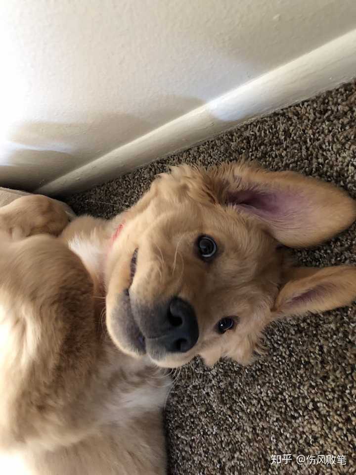 德牧和金毛养哪个好 知乎