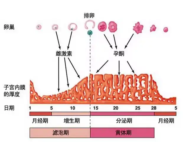 高水平的雌激素使子宫内膜趋于完善.
