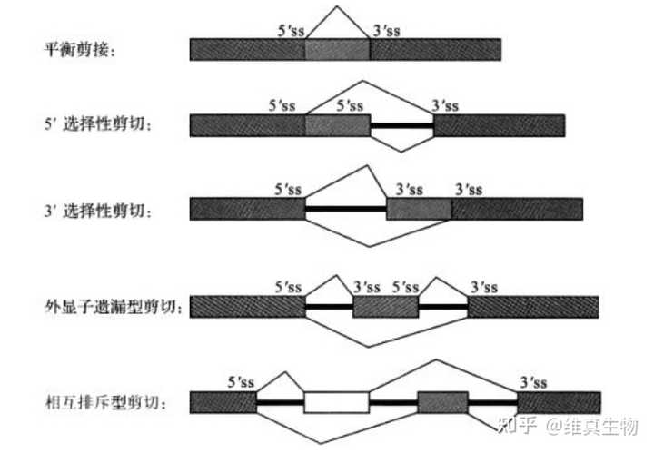 RNA选择性剪接是什么意思？ - 知乎