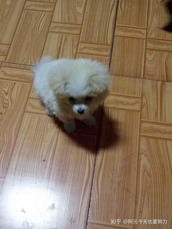 这是现在,来了两个星期了 一个阿姨来我家问是不是蝴蝶犬 然后我就