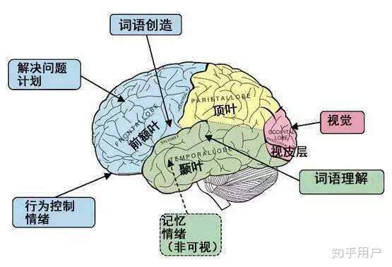 脑前额叶损伤能检查出来吗？ - 知乎