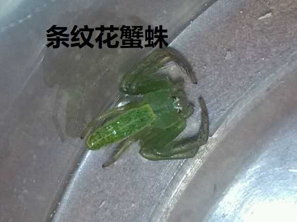 绿色的蜘蛛 8种毒蜘蛛千万别碰 家里常见的绿色的小蜘蛛