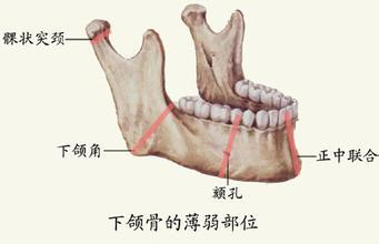 下颌骨和下颚骨有区别吗？ - 知乎