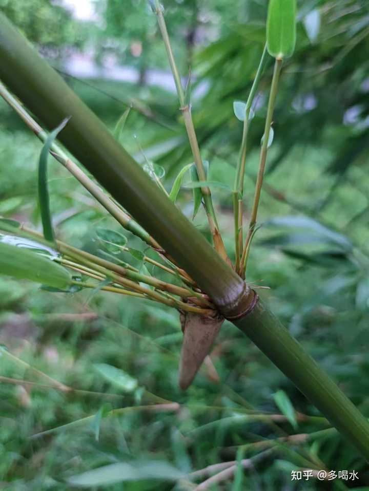 竹类有哪些种类孝顺竹? - 知乎