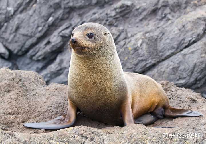 海狗、海豹、海狮、海牛、海象…分别是怎么跟狗、豹、狮、牛、象关联上的？ - 知乎